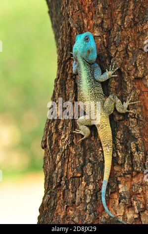 La lucertola di AGAMA a testa blu riposa su un tronco d'albero, il Parco Nazionale Kruger, Sud Africa Foto Stock