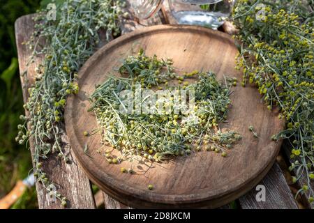 Preparazione di tintura di erbe da wormwood fiorente, o pianta di Artemisia Absinthium, in un giardino Foto Stock