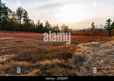 Maine Blueberry Field appena fuori Midcoast Maine in autunno con le montagne come sfondo orizzonte. Il sole basso ha evidenziato le foglie di mirtillo rosso. Foto Stock