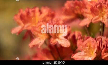 Rhododendron fiori. Fiori di azalee nel giardino. Primavera natura sfondo. Immagine sfocata con messa a fuoco morbida Foto Stock