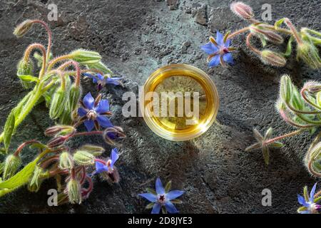 Una ciotola di olio di borragine con officinalis di Borago fresco in fiore pianta Foto Stock
