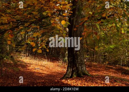 Alberi in autunno, Loggerheads Country Park, Galles del Nord Foto Stock