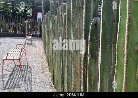 Cactus alla casa di Frida e Diego Rivera Foto Stock