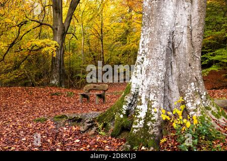 Alberi in autunno, Loggerheads Country Park, Galles del Nord Foto Stock