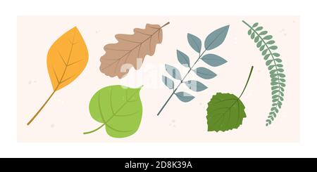 Insieme vettoriale di foglie stilizzate di alberi vari. Illustrazione per la progettazione piatta Illustrazione Vettoriale