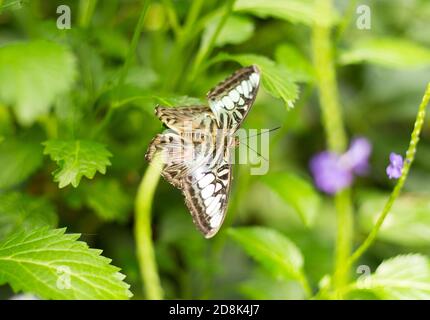 Falena, farfalla, ali marroni, strisce bianche, macchie bianche poggianti su una foglia verde Foto Stock