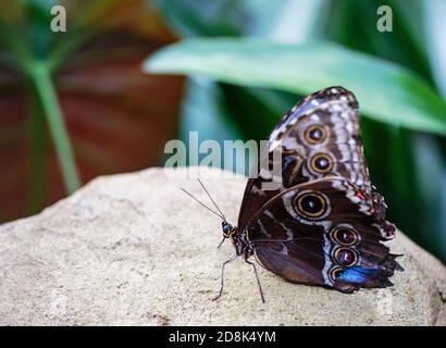 Grande Owl Butterfly riposante su una grande roccia con un naturale bokeh verde foglia sfondo Foto Stock