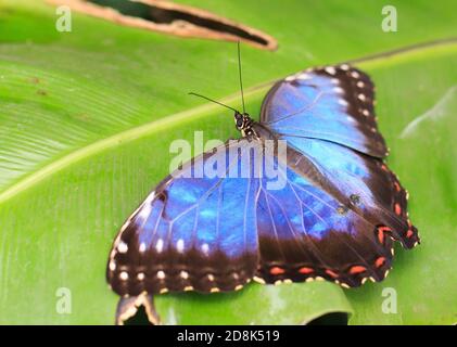 Bella Owl Butterfly con le ali blu estese mentre riposano sopra una foglia verde vibrante Foto Stock