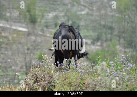 Retro di una mucca/bufalo, in piedi in erba e fiori mangiare. Mostra una mucca di bufalo nepalese in montagna. Foto Stock