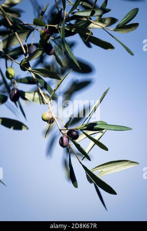 Rami d'oliva pieni di olive verdi e nere su sfondo blu cielo. Foto Stock