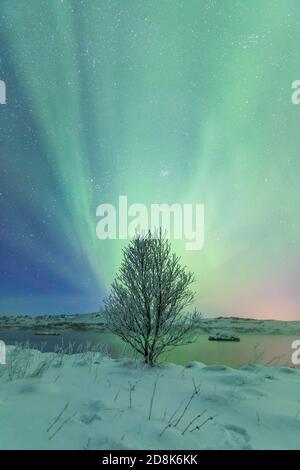 Aurora boreale verde brillante su un unico albero e lago con neve in primo piano. Immagine verticale ripresa di notte nella regione del Lago Myvatn in Islanda. Foto Stock