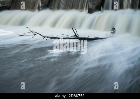 ramoscello costante di un albero in astratta acqua in movimento Foto Stock