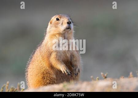 Cane di prateria dalla coda nera (Cynomys ludovicianus), Autunno, Theodore Roosevelt NP, ND, USA, di Dominique Braud/Dembinsky Photo Assoc Foto Stock