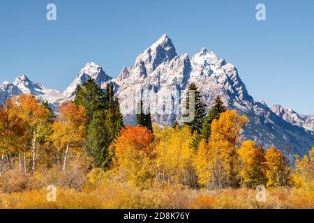 Autunno Aspens e Mt Moran, Grand Teton National Park, Wyoming, USA, di Dominique Braud/Dembinsky Photo Assoc Foto Stock