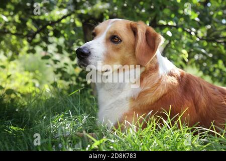 Primo piano ritratto di adorabile cane domestico in giardino, scena estiva. Foto Stock