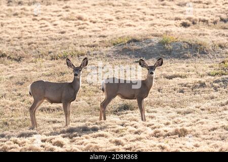 Mulo cervi gemello (Odocoileus hemionus), Theodore Roosevelt NP, Autunno, Dakota del Nord, USA, di Dominique Braud/Dembinsky Photo Assoc Foto Stock