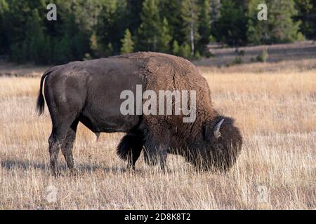 Yellowstone bull bison bufalo pascolo prato di montagna. Riserva naturale e animale per grandi mandrie di bufali di bisonte americani. Biologia, geografia. Foto Stock