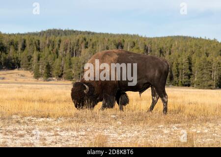 Yellowstone bull bison bufalo pascolo prato di montagna. Riserva naturale e animale per grandi mandrie di bufali di bisonte americani. Biologia, geografia. Foto Stock