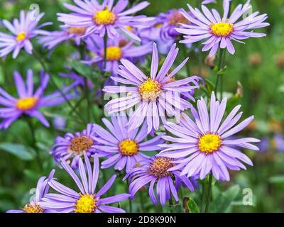 Primo piano di fiori viola Michaelmas Daisy, Aster amellus Rudolf goethe, in un giardino Foto Stock