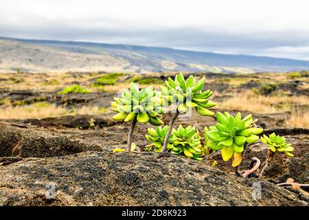 La Beach Naupaka pianta taevola taccada che cresce su lava vulcanica nera vicino al litorale sulla Grande Isola delle Hawaii. Foto Stock