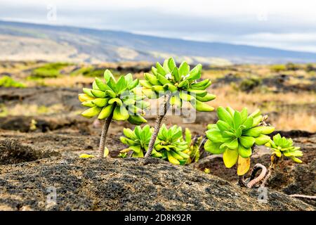 La Beach Naupaka pianta taevola taccada che cresce su lava vulcanica nera vicino al litorale sulla Grande Isola delle Hawaii. Foto Stock