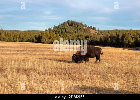 Yellowstone bull bison bufalo pascolo prato di montagna Foto Stock