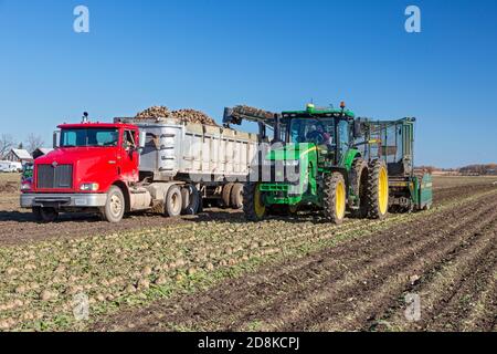 Deckerville, Michigan - raccolta di barbabietole da zucchero in una fattoria del Michigan. Le barbabietole saranno trattate dalla Michigan Sugar Company, una cooperativa di proprietà di agricoltori w Foto Stock