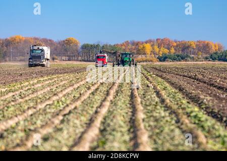 Deckerville, Michigan - raccolta di barbabietole da zucchero in una fattoria del Michigan. Le barbabietole saranno trattate dalla Michigan Sugar Company, una cooperativa di proprietà di agricoltori w Foto Stock