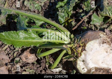 Deckerville, Michigan - UNA barbabietola da zucchero lasciato in un campo del Michigan dopo il raccolto. Foto Stock