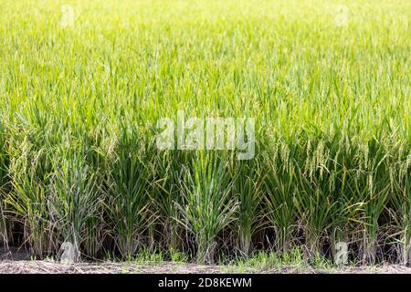 Primo piano su un campo di risaie maturato a Sekinchan, Selangor Foto Stock