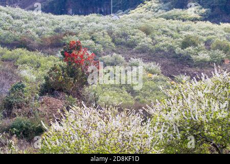 Piantagione di prugne in primavera. Ubicazione: Altopiano di MoC Chau, Vietnam Foto Stock