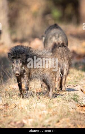 Cinghiale (Sus scrofa) nella foresta indiana Foto Stock