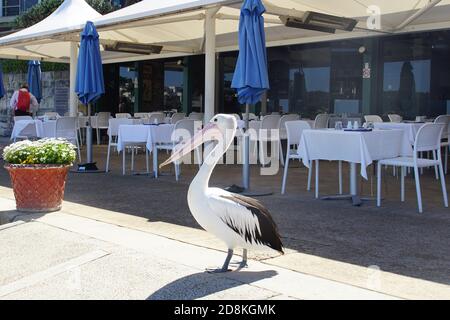 Pelican in attesa di clienti su un tavolo esterno Foto Stock