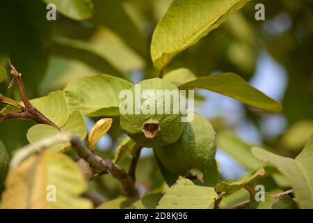 Frutto di guava appeso all'albero nel giardino Foto Stock