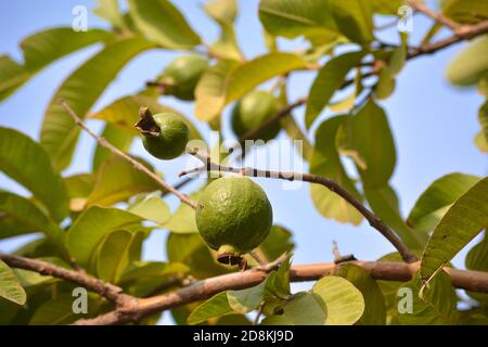 Frutto di guava appeso all'albero nel giardino Foto Stock