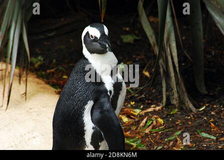 Pinguino africano (Speniscus demersus) conosciuto anche come il pinguino del Capo, pinguino sudafricano, pinguino a piedi neri e pinguino di jackass specie minacciate Foto Stock