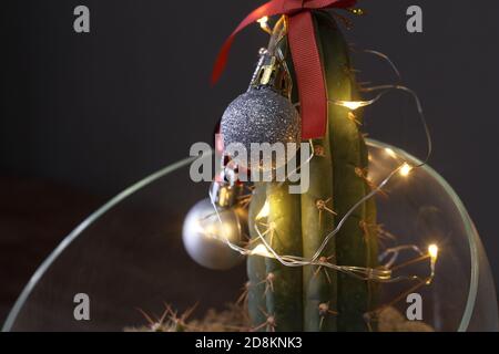 Natale nel concetto di clima tropicale. Cactus come hipster albero di natale con decorazione di natale Foto Stock