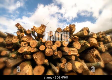 Log-pila nel paesaggio Kent come risultato di foresta gestione Foto Stock