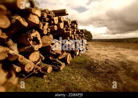 Log-pila nel paesaggio Kent come risultato di foresta gestione Foto Stock