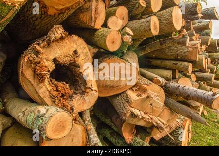 Log-pila nel paesaggio Kent come risultato di foresta gestione Foto Stock