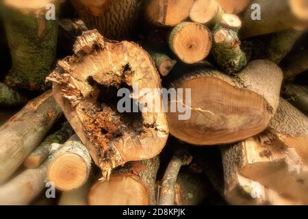 Log-pila nel paesaggio Kent come risultato di foresta gestione Foto Stock