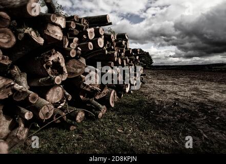 Log-pila nel paesaggio Kent come risultato di foresta gestione Foto Stock