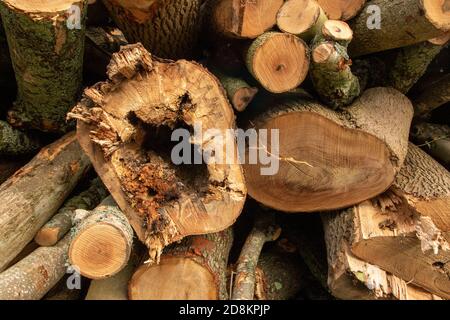 Log-pila nel paesaggio Kent come risultato di foresta gestione Foto Stock