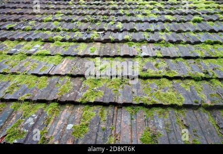 Tegole del tetto owergown con muschio. Foto Stock