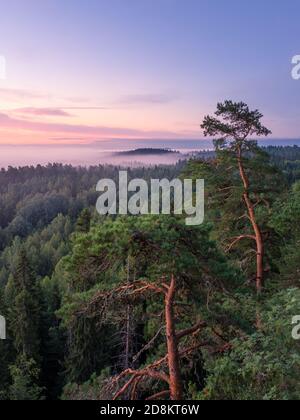 Scenic foggy paesaggio con umore foresta a mattinata estiva nel parco nazionale, Finlandia. Angolo di Alta Vista aerea. Foto Stock