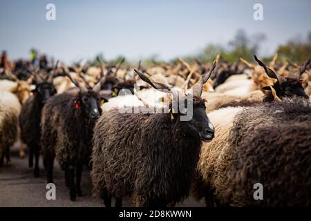 Pecora tradizionale ungherese 'rackaa' a Hortobagy, rurale Ungheria orientale Foto Stock