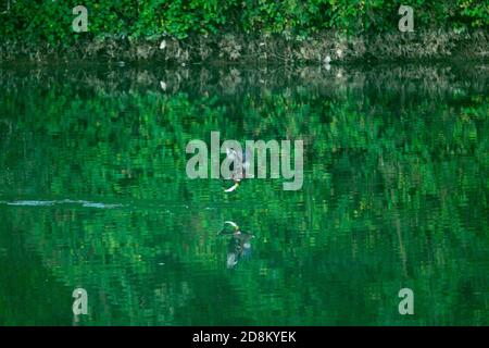 Pokhara, Nepal. 31 Ott 2020. Un aquilone nero cattura un pesce per mangiare al lago Fewa di Pokhara, Nepal, sabato 31 ottobre 2020. Credit: Skanda Gautam/ZUMA Wire/Alamy Live News Foto Stock