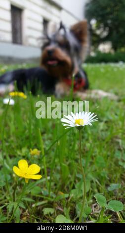 Fuoco selettivo di piccoli fiori selvatici in un giardino con Un cane del terrier dello Yorkshire sullo sfondo Foto Stock