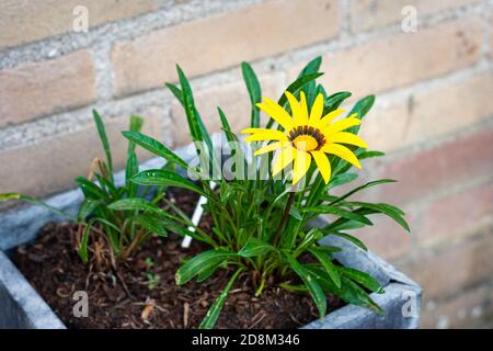 Fiore giallo brillante del tesoro (Gazania rigens) in un vaso di fiori Foto Stock