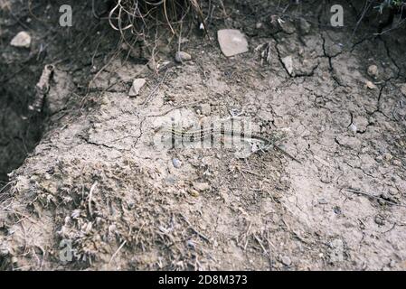 La lucertola bruno-verde striscia lungo il terreno. Primo piano di una piccola lucertola nelle alture Foto Stock